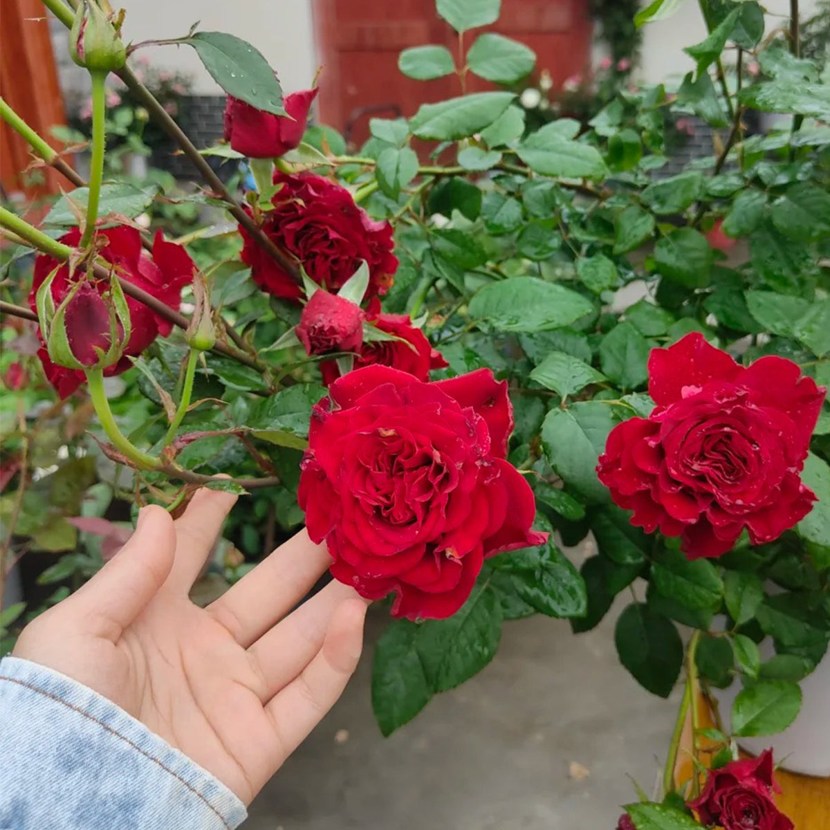 Dutch Florist Shrub Rose Inspired by Wanted – Highgarden Roses