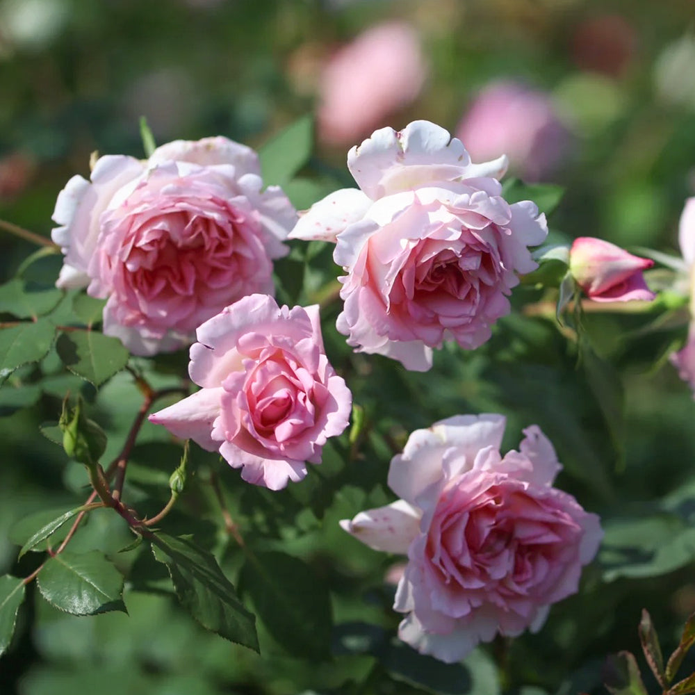 Helen Japanese Florist Shrub Rose