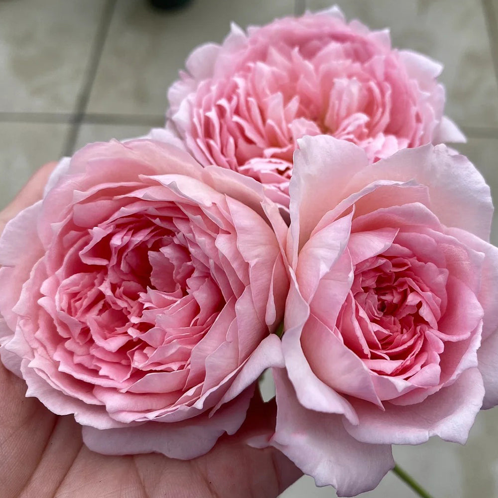 Helen Japanese Florist Shrub Rose – Highgarden Roses