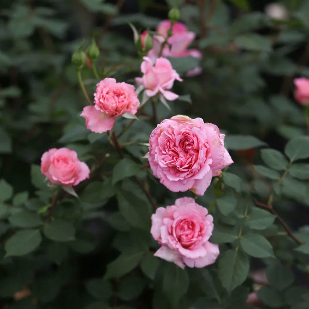 Helen Japanese Florist Shrub Rose