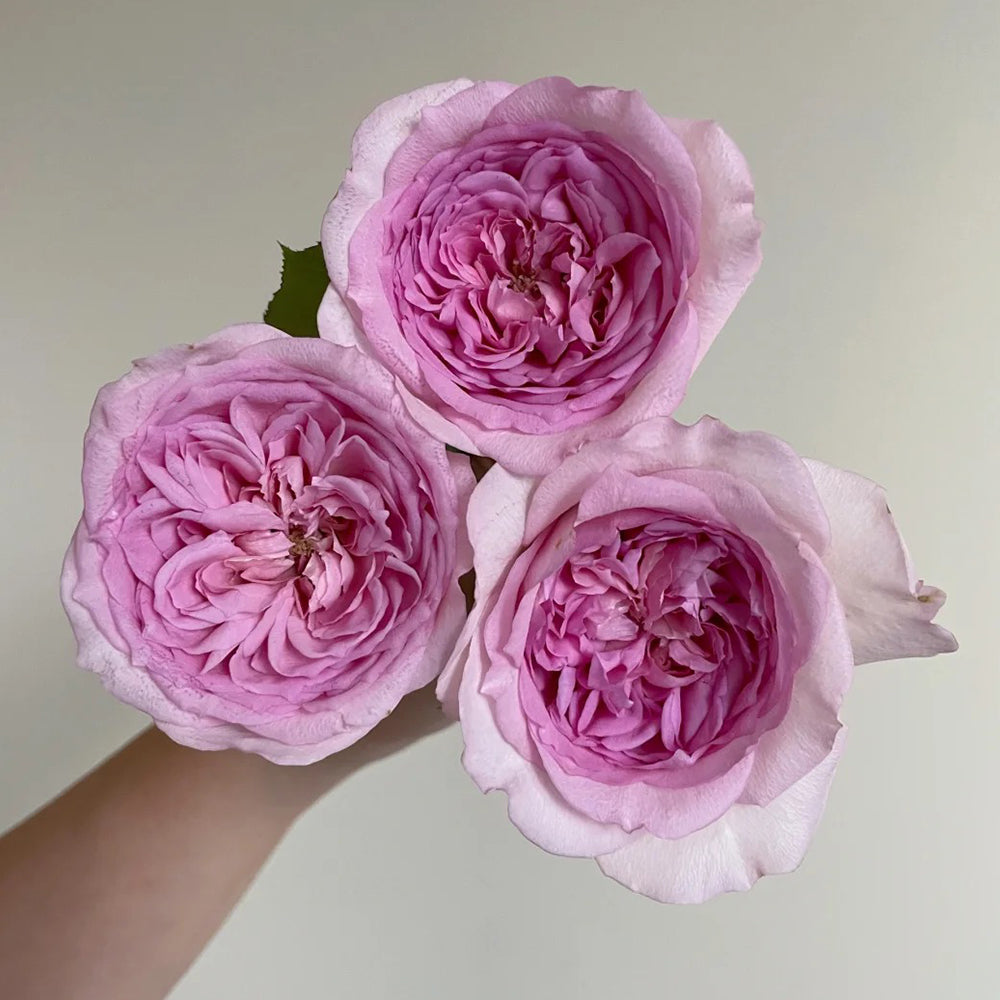 helenさま　バラ Helen Japanese Florist Shrub Rose – Highgarden Roses