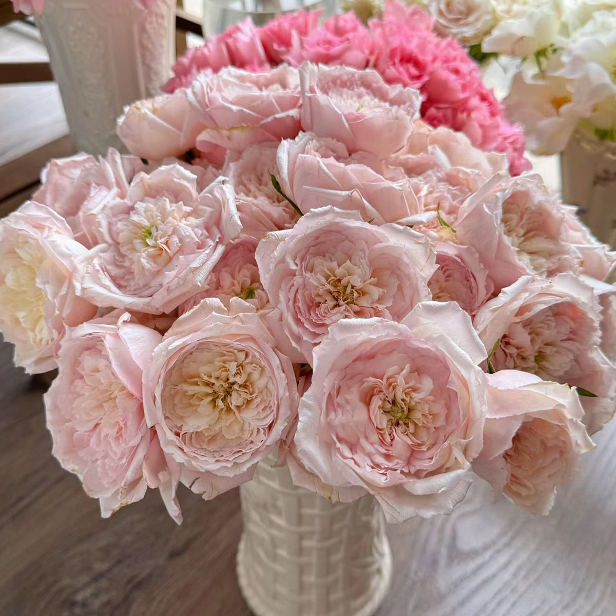 Hiyori Japanese Garden Shrub Rose – Highgarden Roses