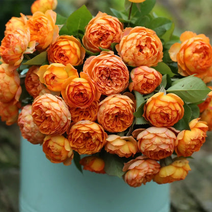 Honey Caramel French Florist Climbing Rose