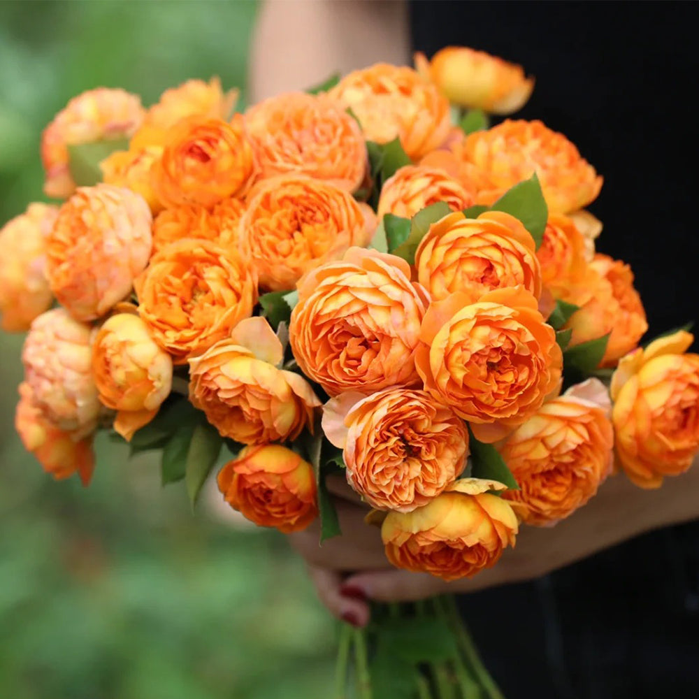 Honey Caramel French Florist Climbing Rose