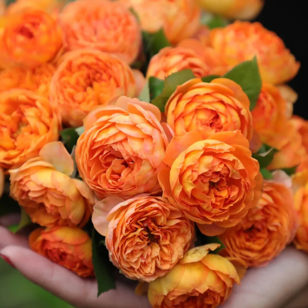 Honey Caramel French Florist Climbing Rose