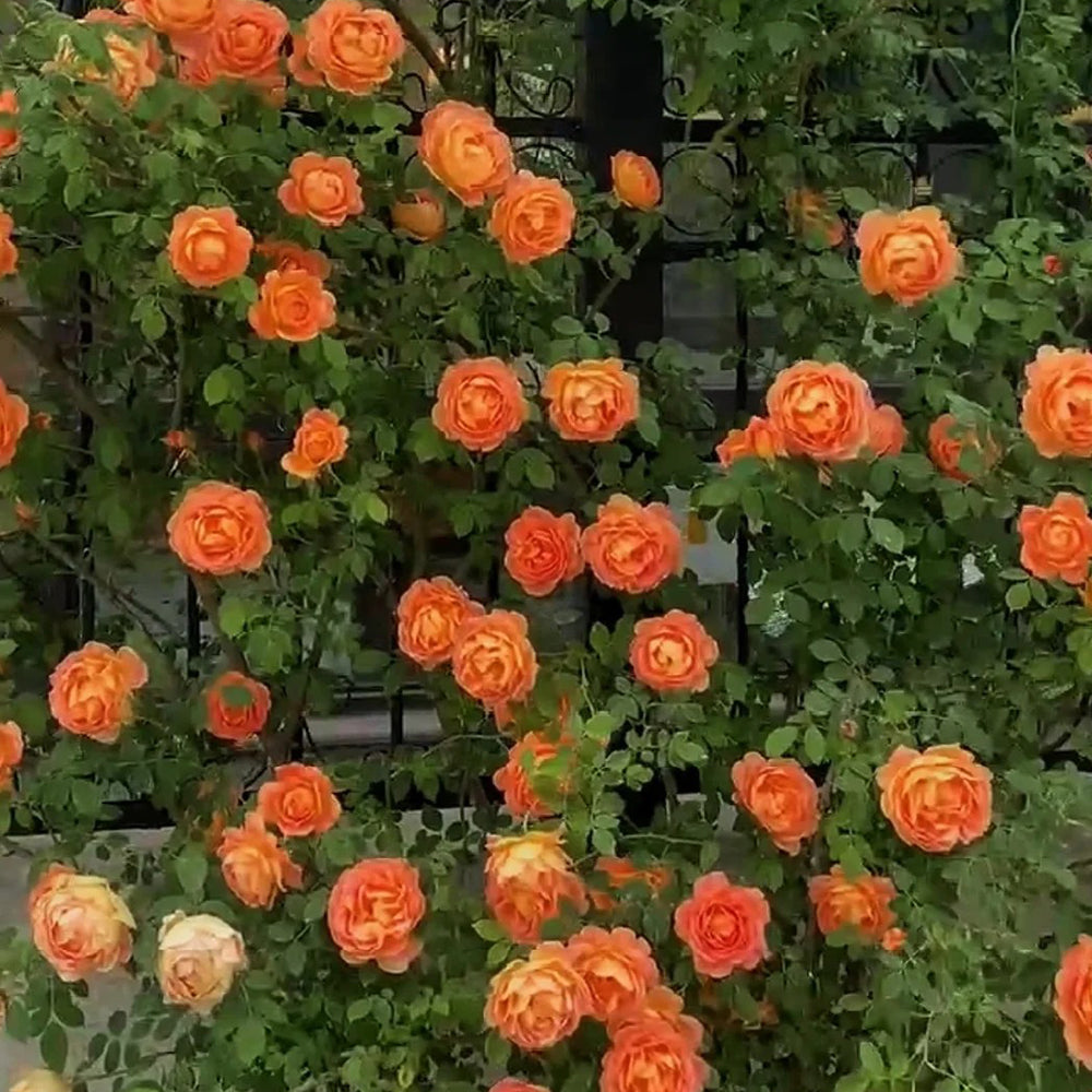 Honey Caramel French Florist Climbing Rose