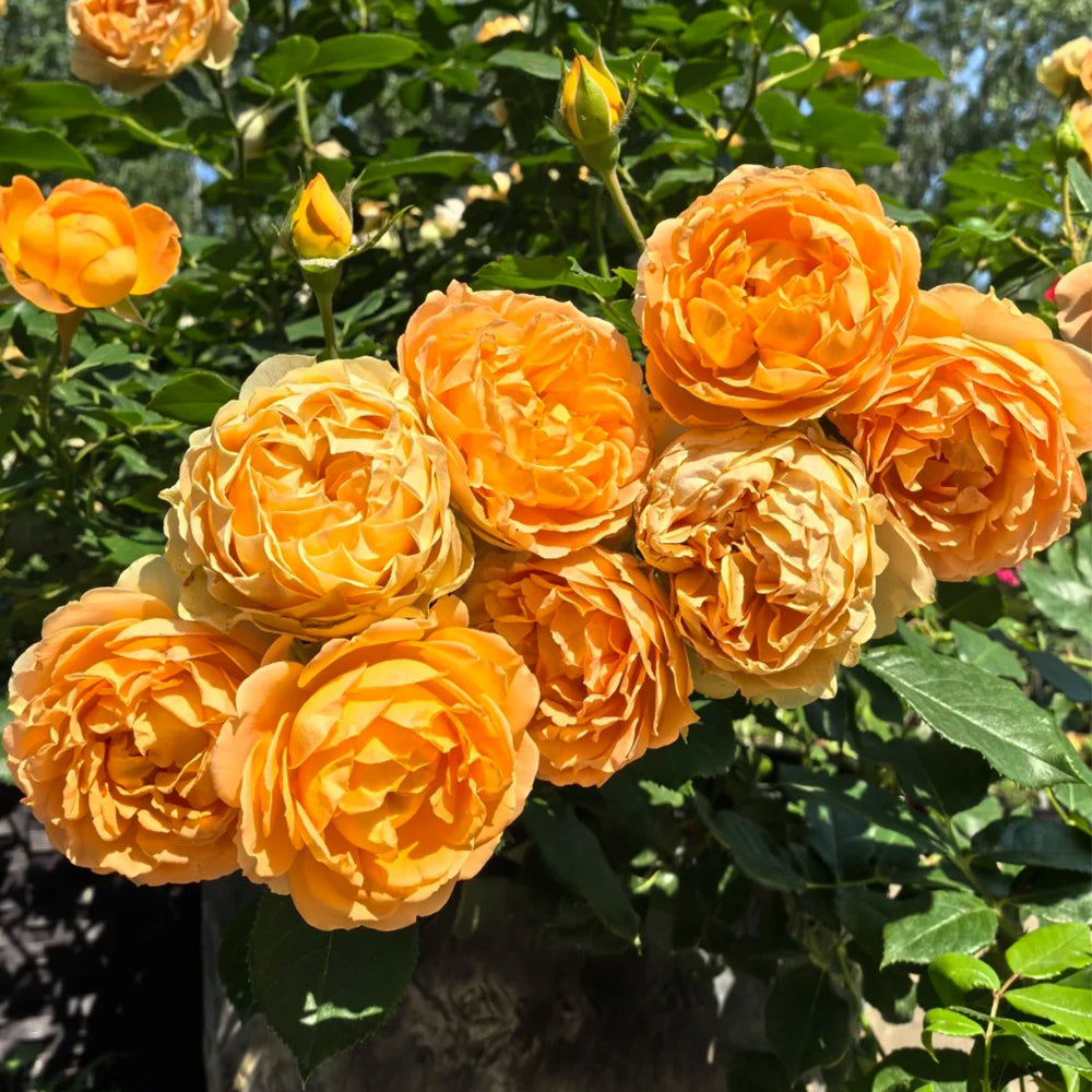 Honey Caramel French Florist Climbing Rose