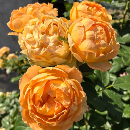 Honey Caramel French Florist Climbing Rose