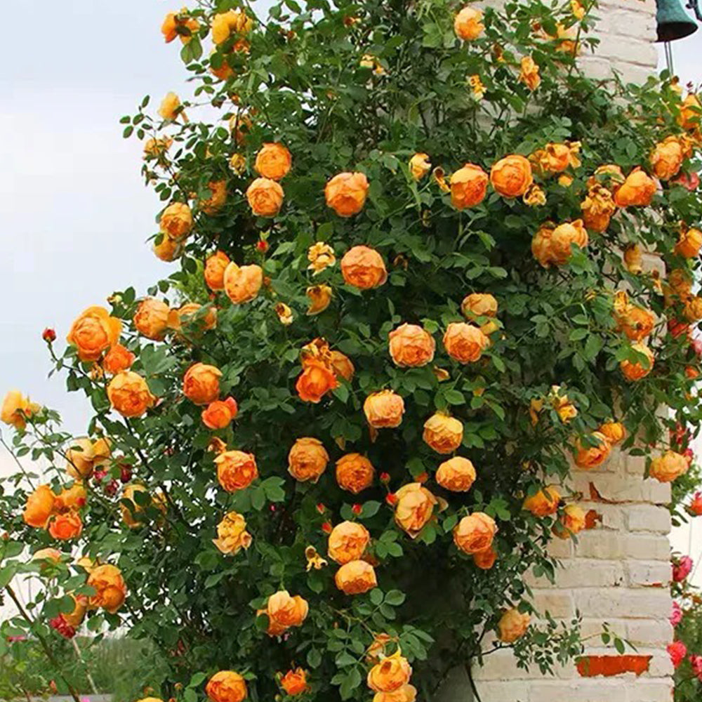 Honey Caramel French Florist Climbing Rose