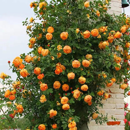 Honey Caramel French Florist Climbing Rose