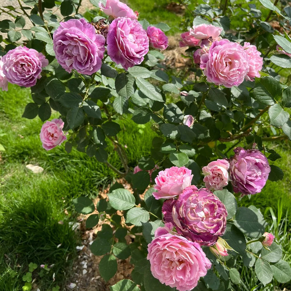 Huddersfield Choral Society Garden Shrub Rose