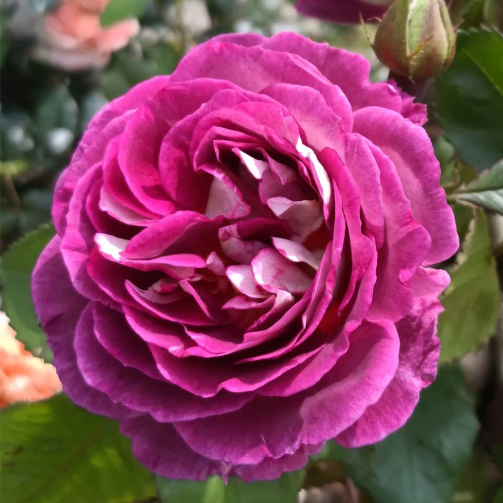 Huddersfield Choral Society Garden Shrub Rose