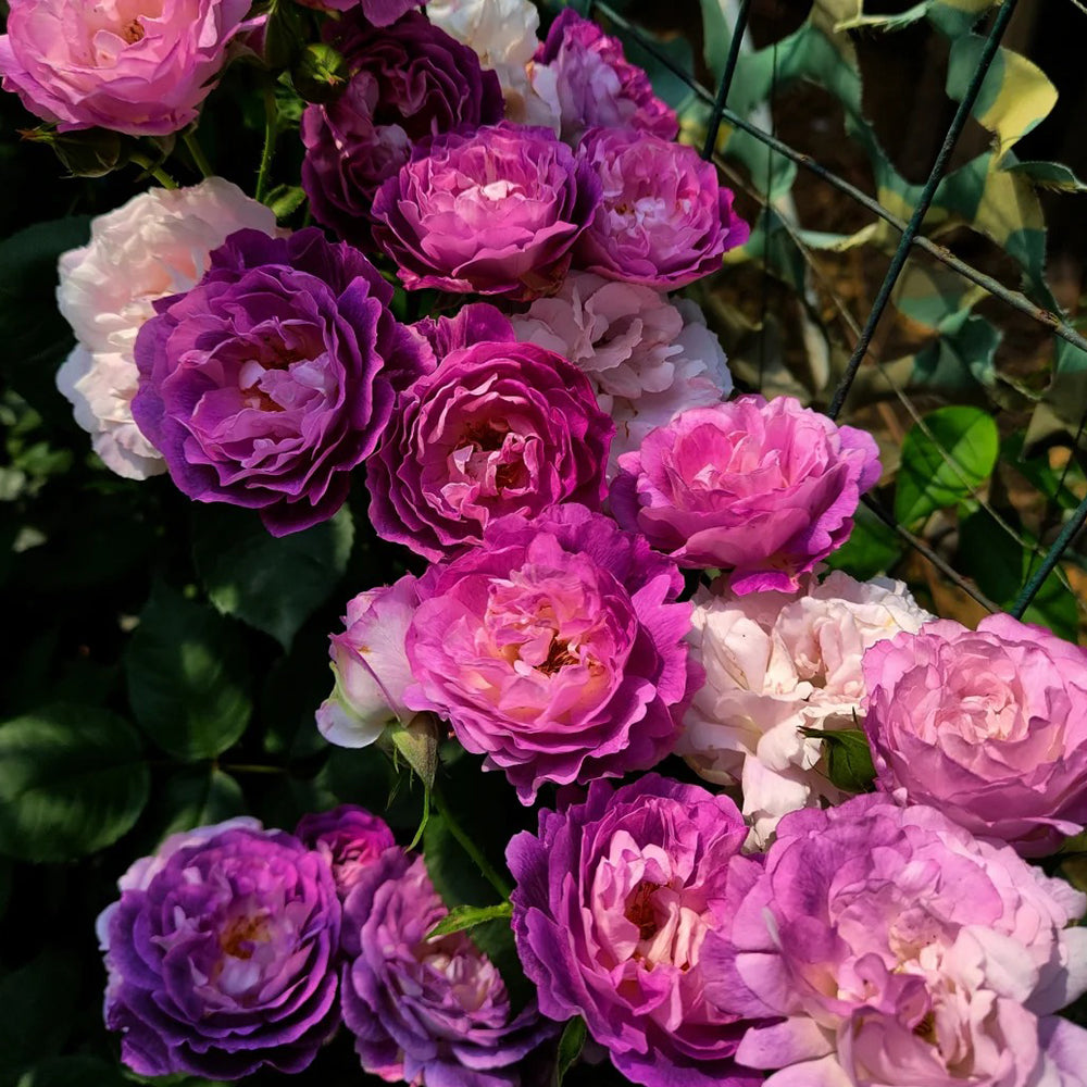 Huddersfield Choral Society Garden Shrub Rose