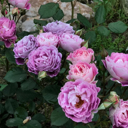 Huddersfield Choral Society Garden Shrub Rose