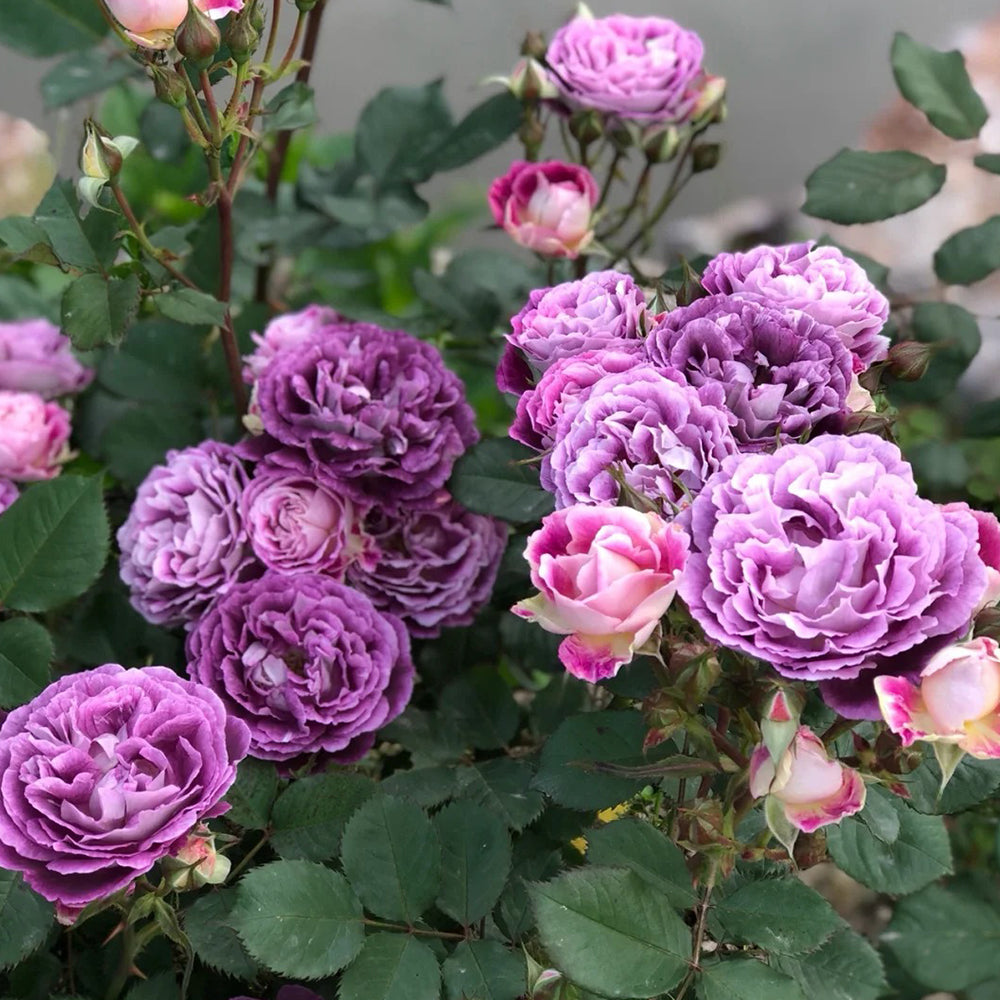 Huddersfield Choral Society Garden Shrub Rose