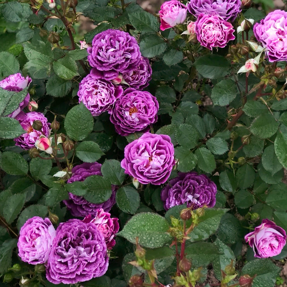 Huddersfield Choral Society Garden Shrub Rose