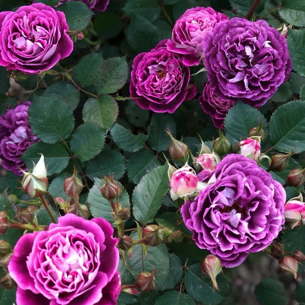 Huddersfield Choral Society Garden Shrub Rose