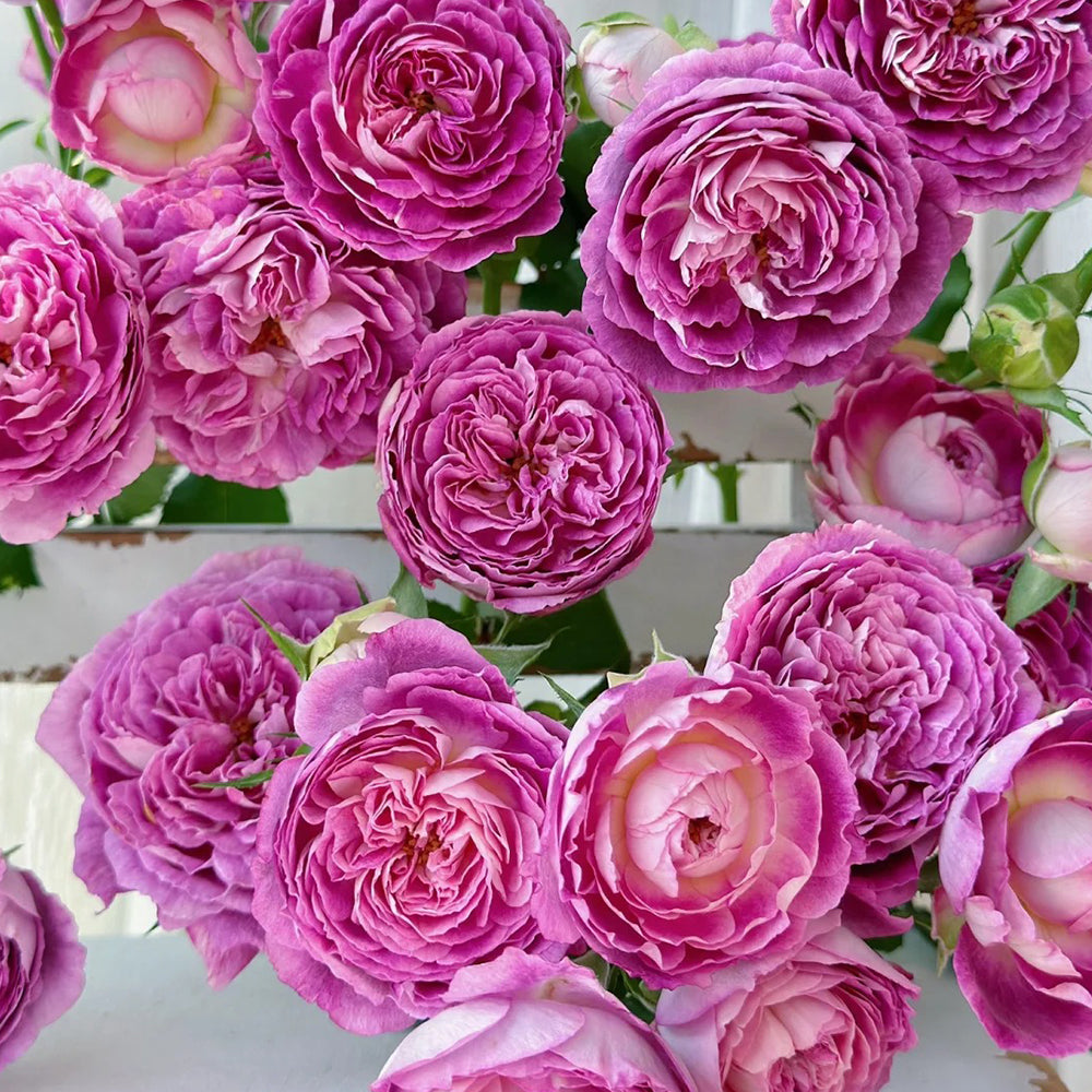 Huddersfield Choral Society English Garden Shrub Rose – Highgarden