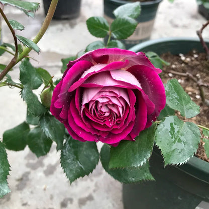 Huddersfield Choral Society Garden Shrub Rose