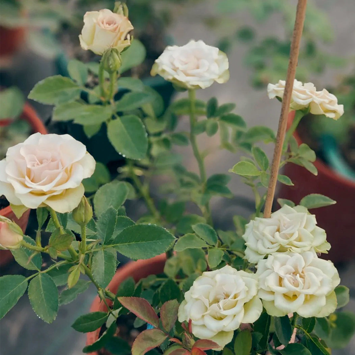 Hypnose Dutch Florist Shrub Rose