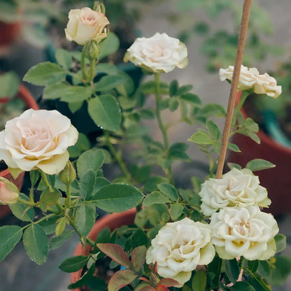 Hypnose Dutch Florist Shrub Rose