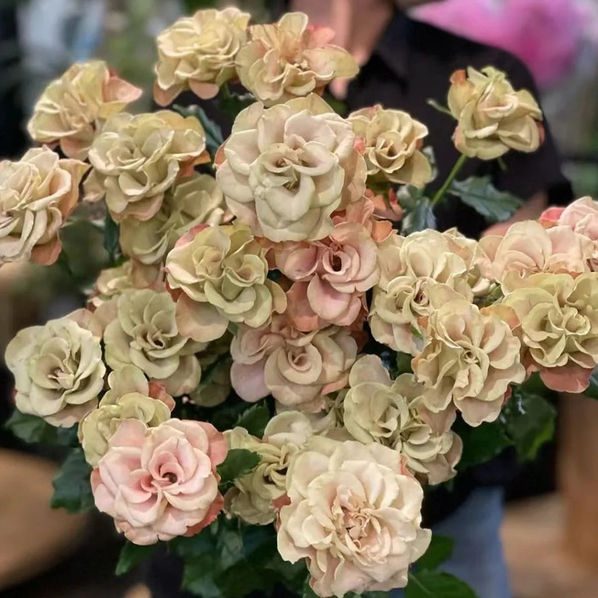 New Arrivals | Premium Rose Bushes | Own Root Garden & Florist