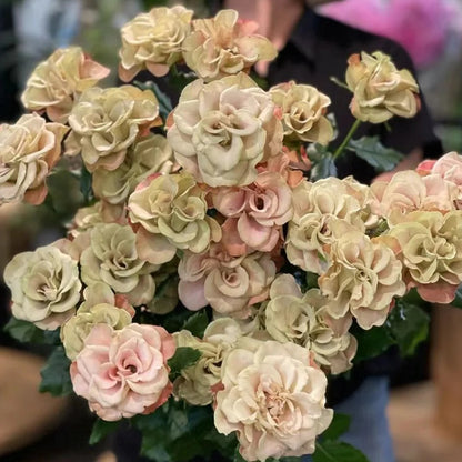 Hypnose Dutch Florist Shrub Rose