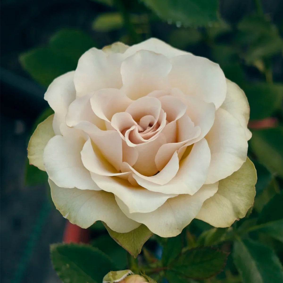 Hypnose Dutch Florist Shrub Rose