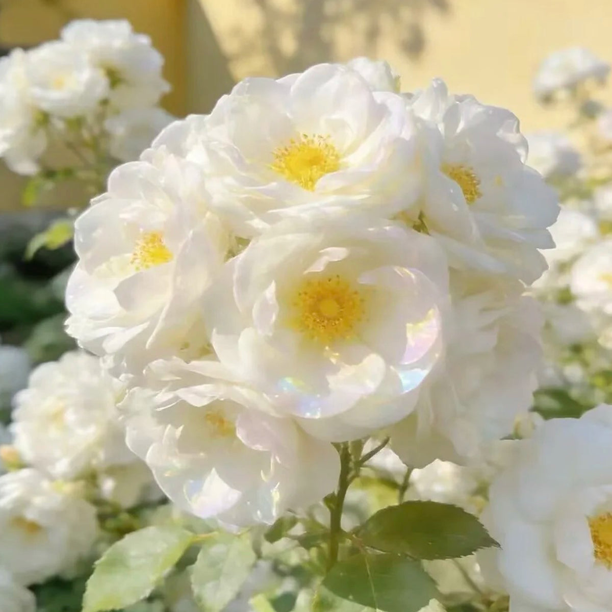 Iceberg Climbing British Garden Climbing Rose