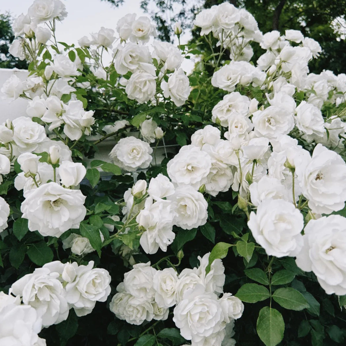 Iceberg Climbing British Garden Climbing Rose
