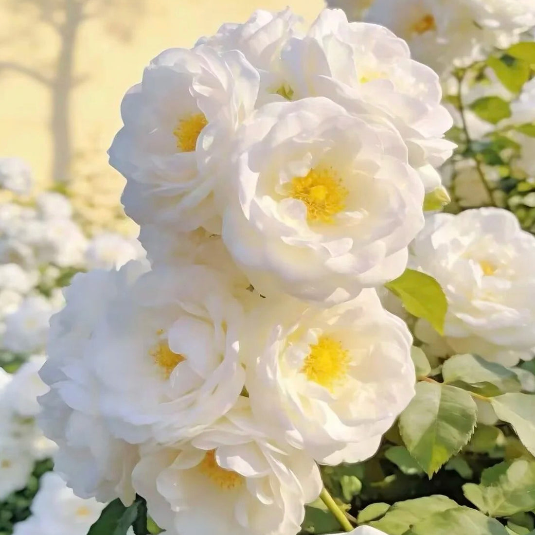 Iceberg Climbing British Garden Climbing Rose