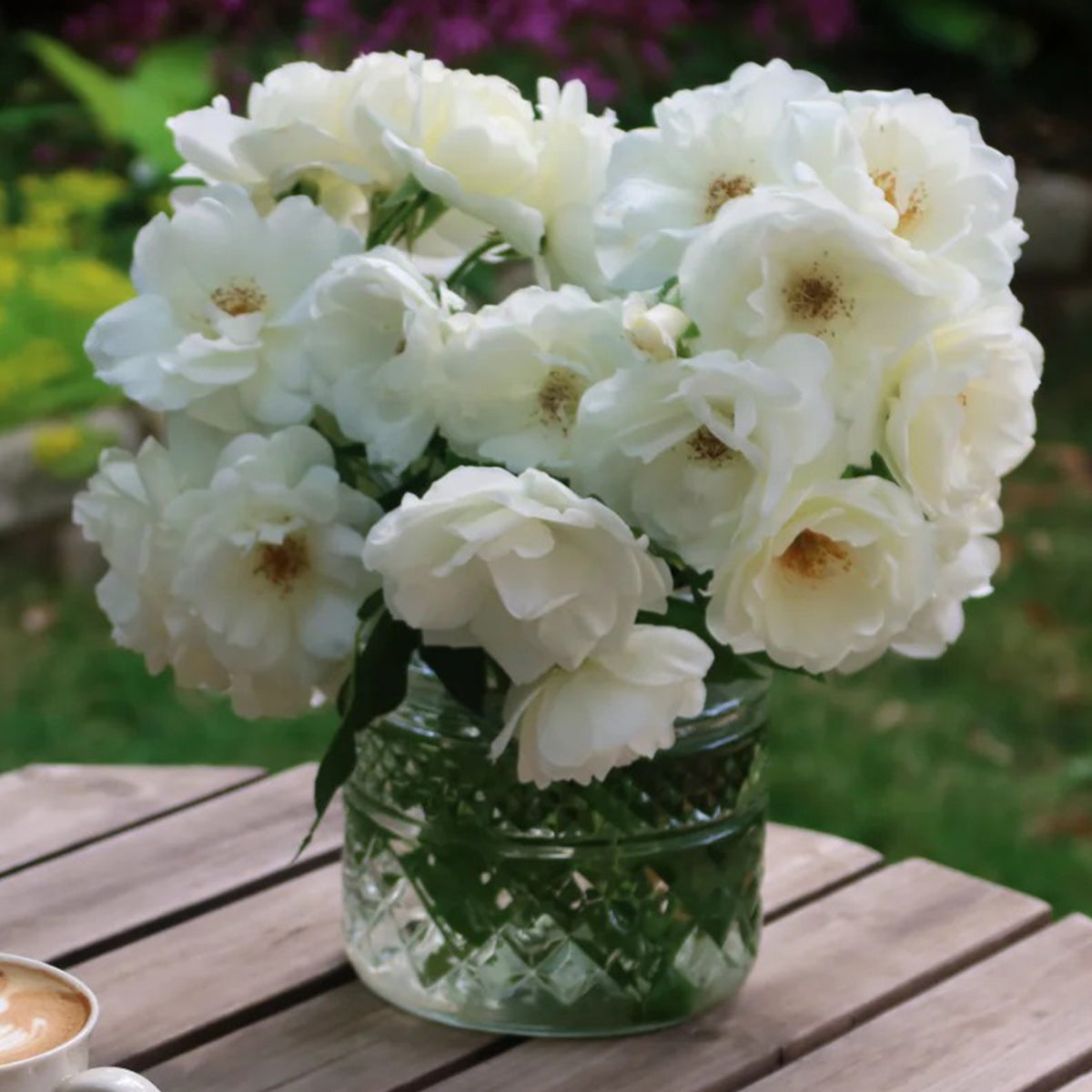 Iceberg Climbing British Garden Climbing Rose