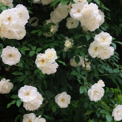 Iceberg Climbing British Garden Climbing Rose