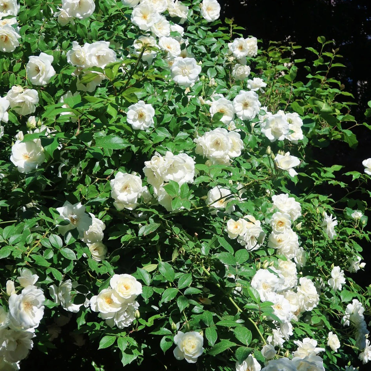 Iceberg Climbing British Garden Climbing Rose