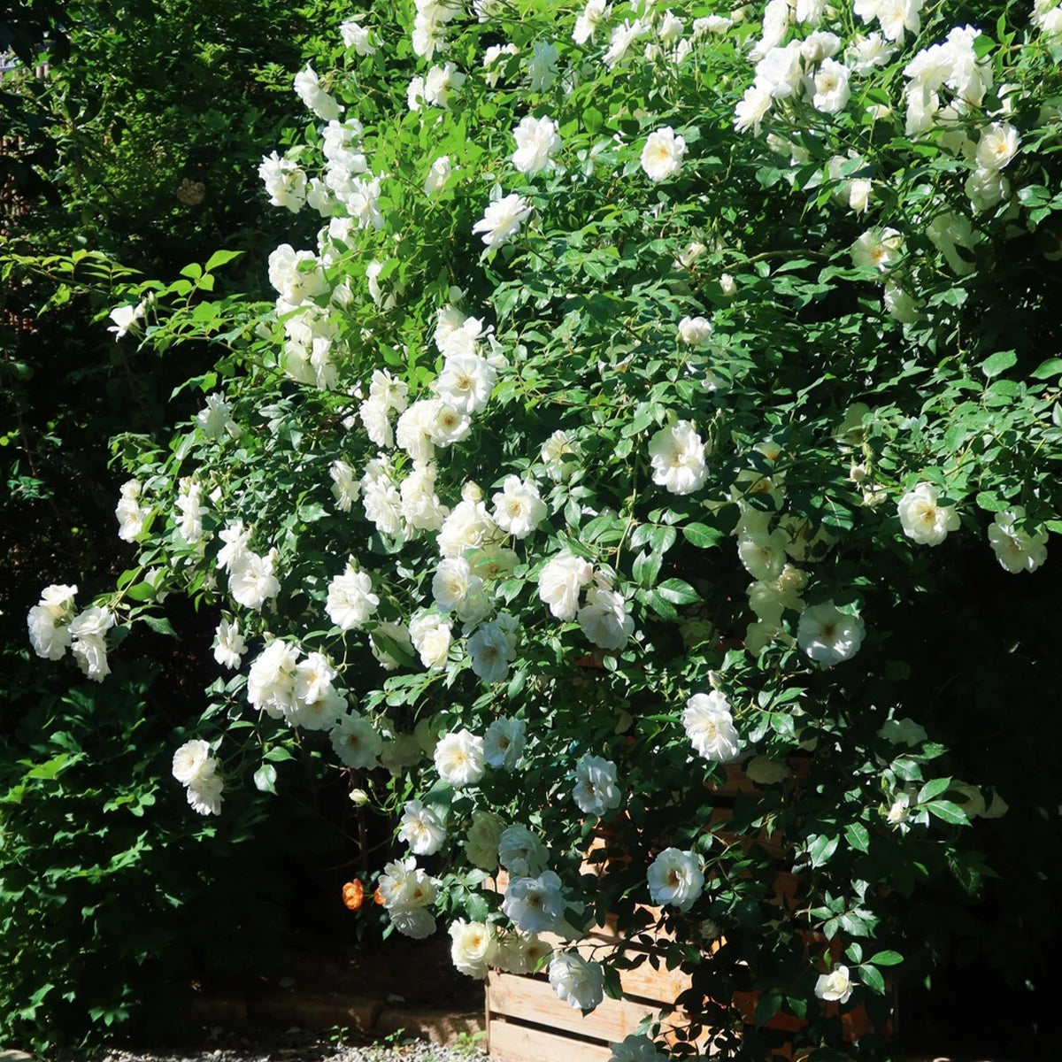 Iceberg Climbing British Garden Climbing Rose