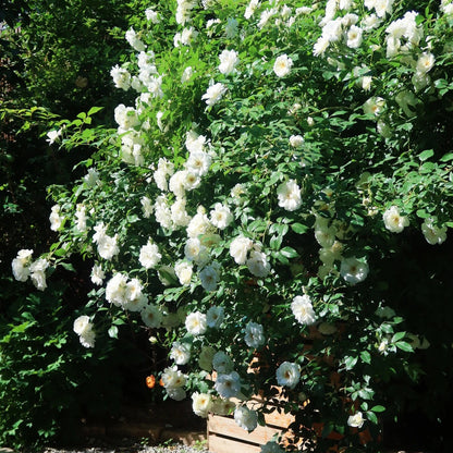 Iceberg Climbing British Garden Climbing Rose