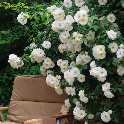 Iceberg Climbing British Garden Climbing Rose