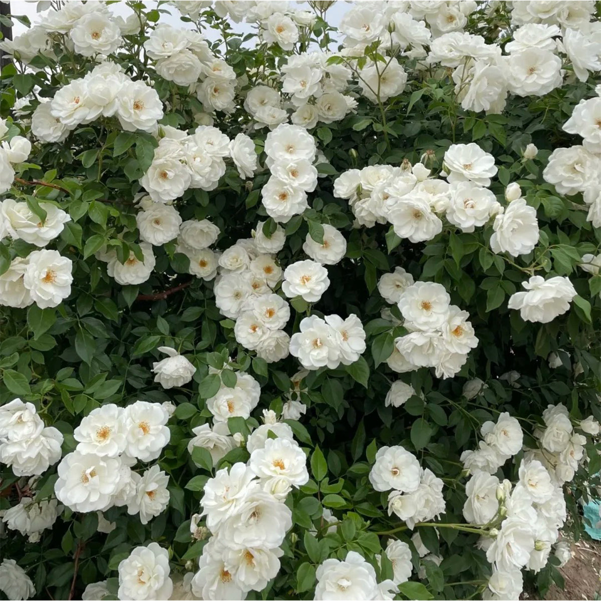 Iceberg Climbing British Garden Climbing Rose