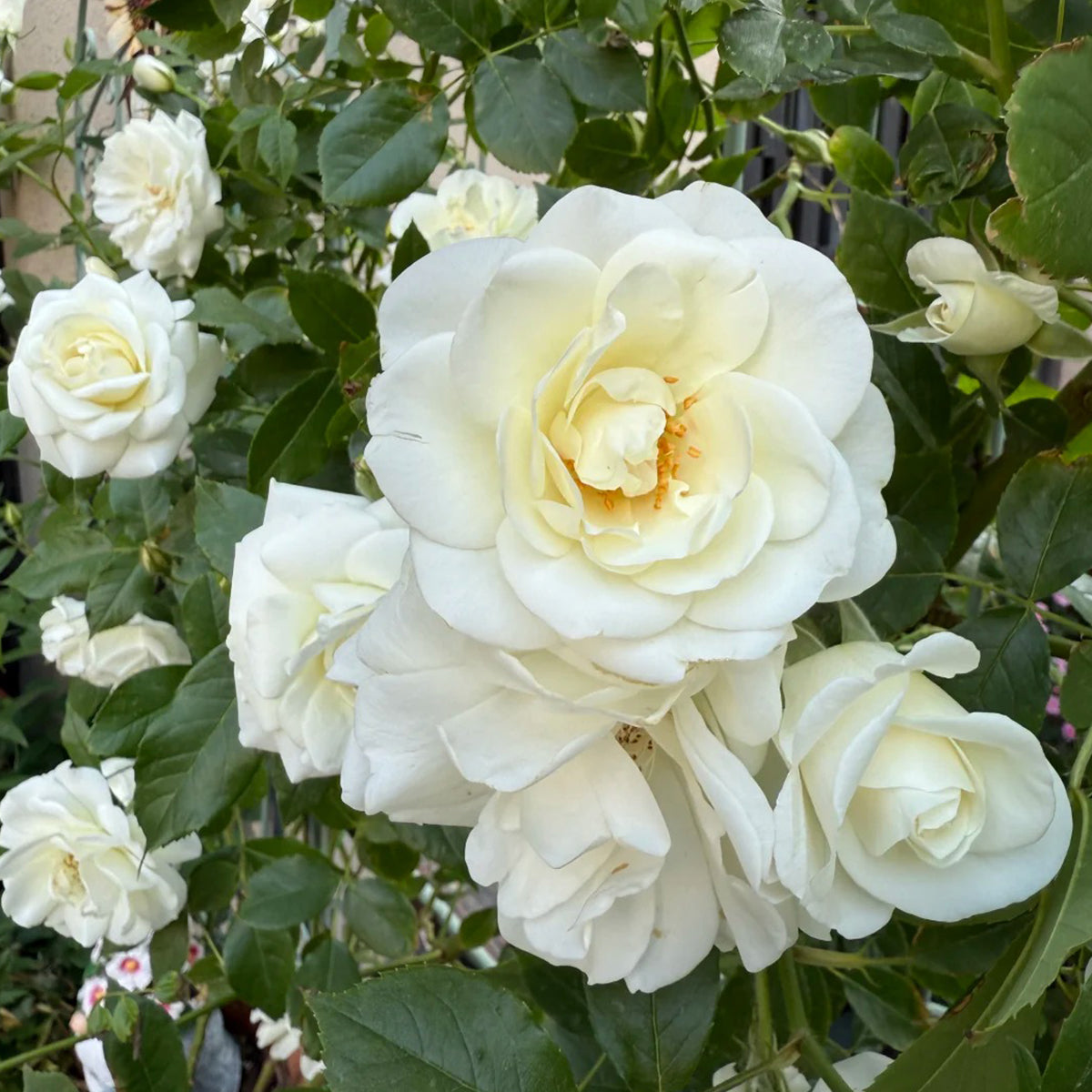 Iceberg Climbing British Garden Climbing Rose