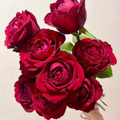 Lotus Lantern German Florist Shrub Rose