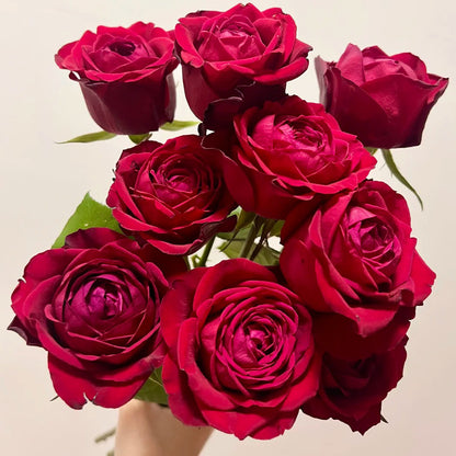 Lotus Lantern German Florist Shrub Rose