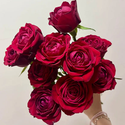 Lotus Lantern German Florist Shrub Rose