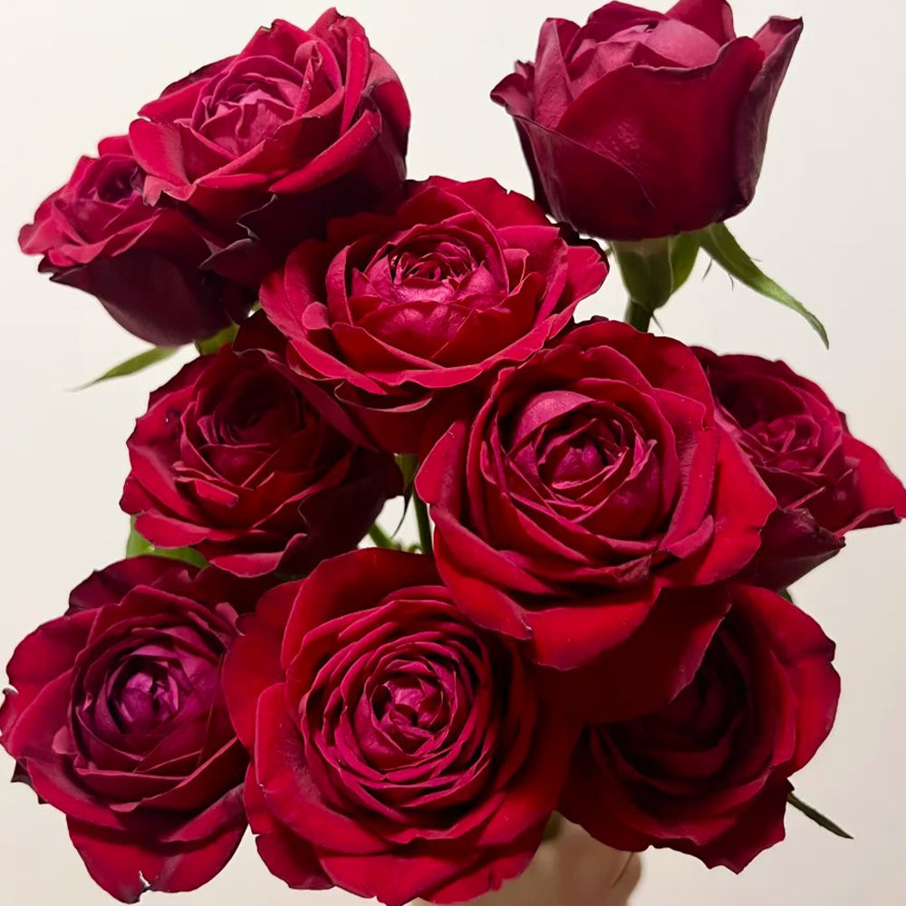 Lotus Lantern German Florist Shrub Rose