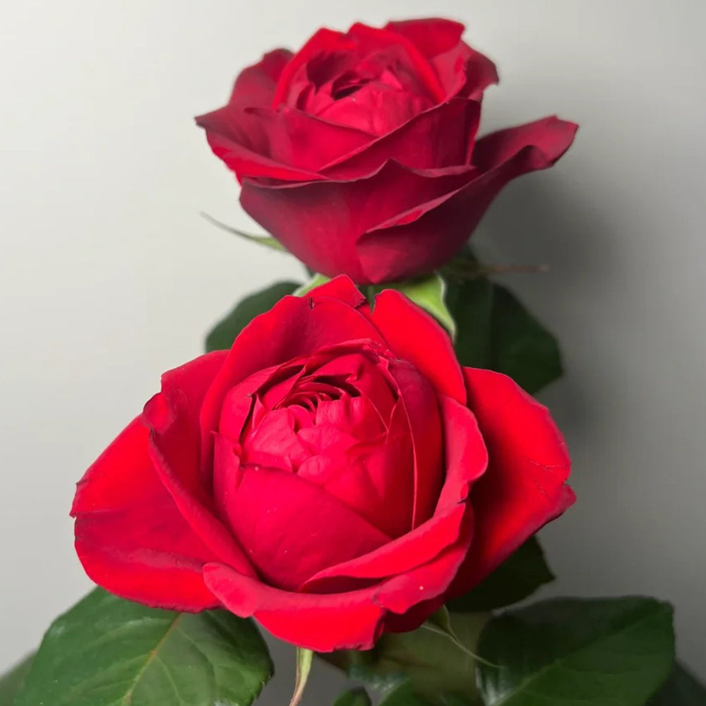Lotus Lantern German Florist Shrub Rose