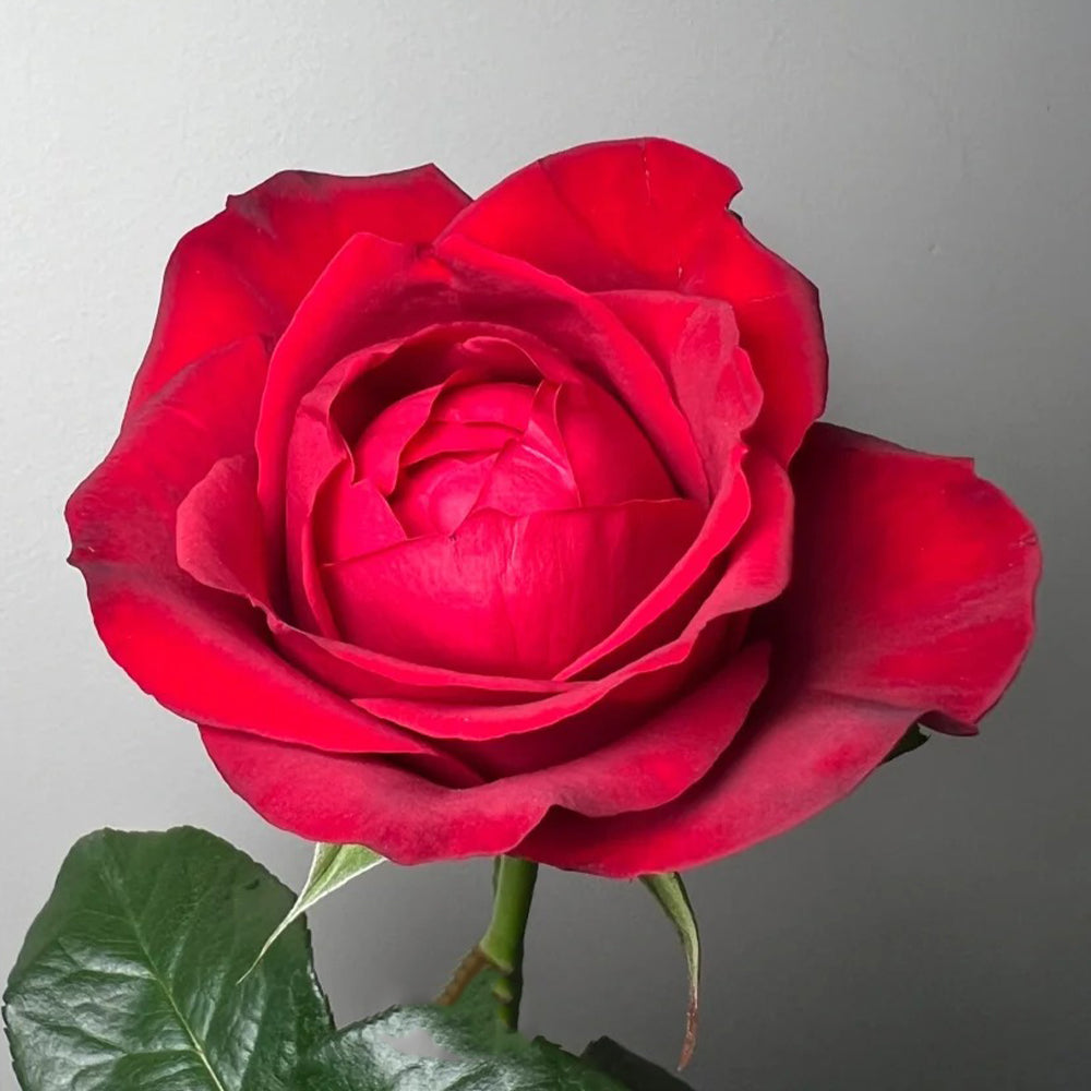 Lotus Lantern German Florist Shrub Rose