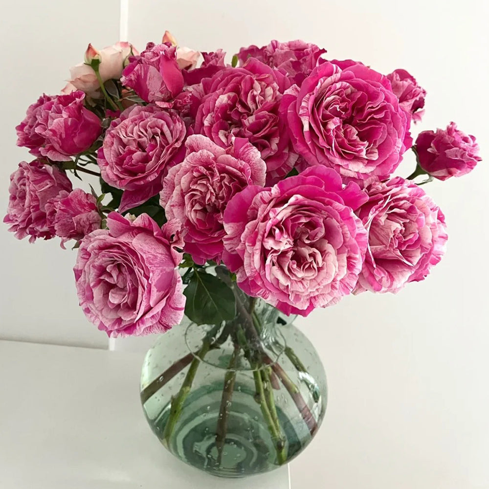 French Florist Climbing Rose Inspired by Ines Sastre