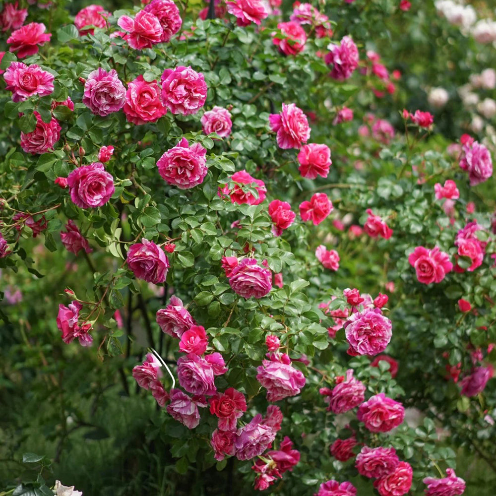 French Florist Climbing Rose Inspired by Ines Sastre Rose Bush For