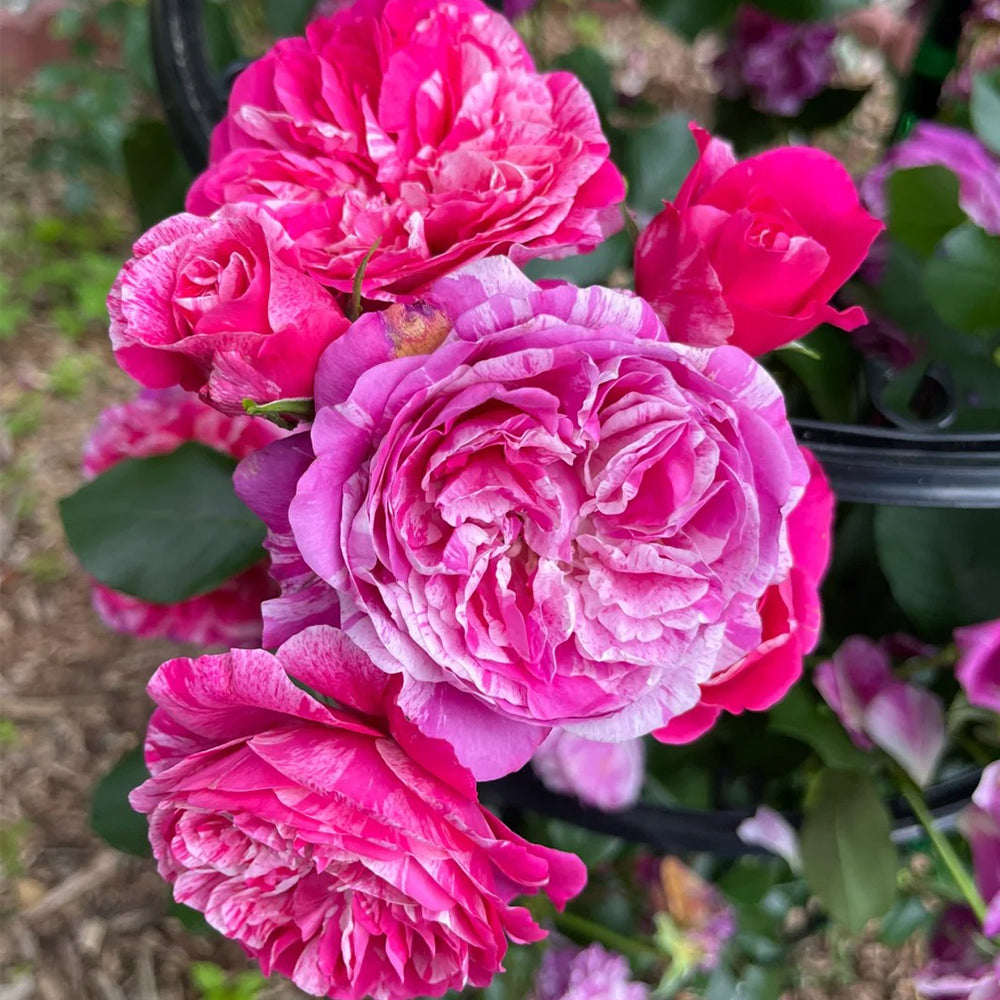 French Florist Climbing Rose Inspired by Ines Sastre