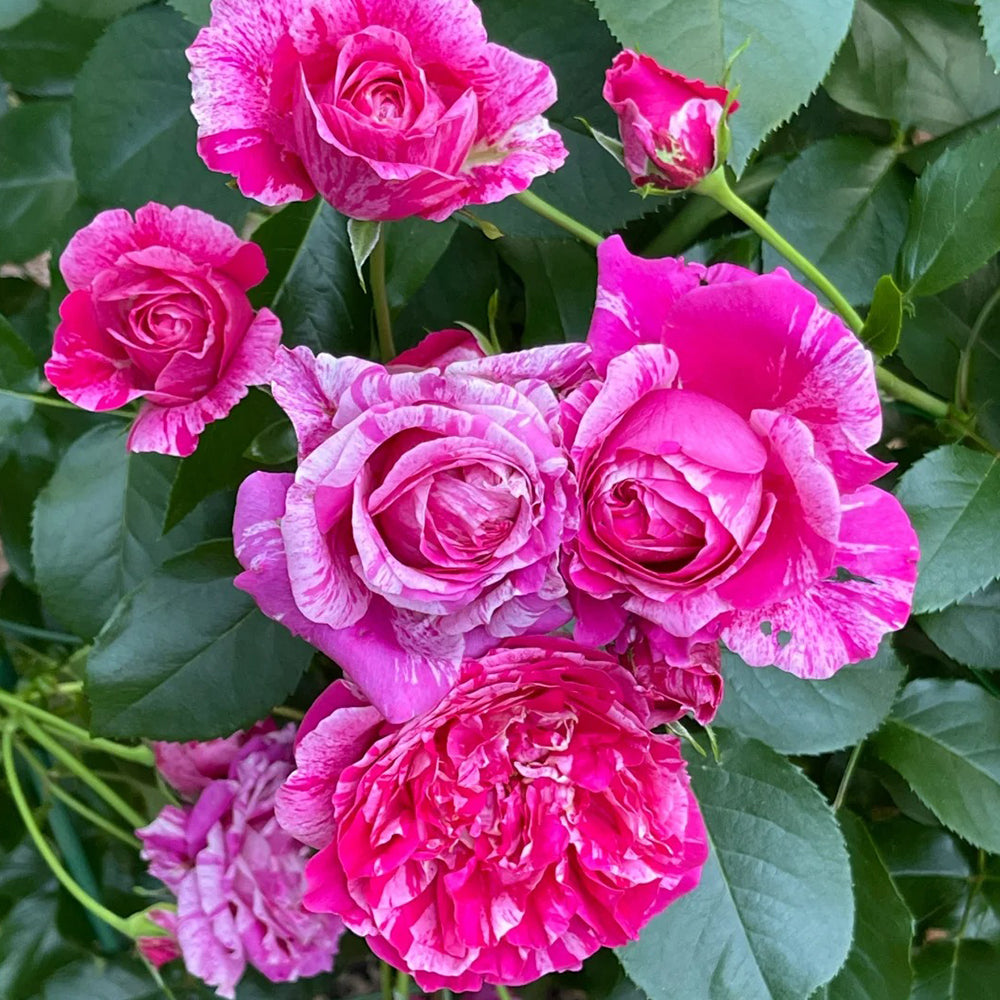 French Florist Climbing Rose Inspired by Ines Sastre