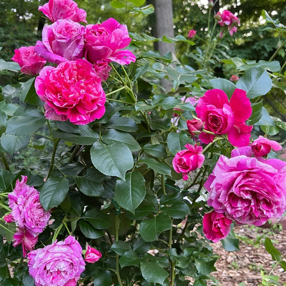 French Florist Climbing Rose Inspired by Ines Sastre Rose Bush For